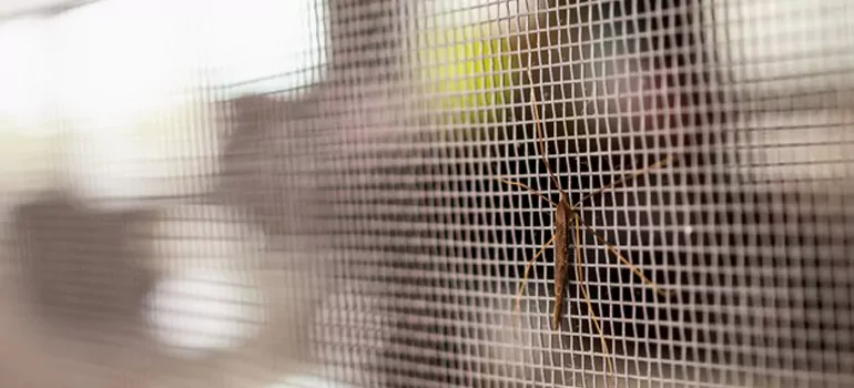 Repair Mosquito Mesh For Windows in Winnipeg, Manitoba